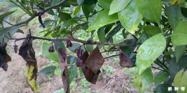 如何防治脐橙炭疽病?附图片 如何防治脐橙炭疽病?附图片