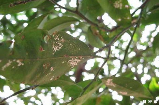 柚子树如何防治蚧壳虫？附图片