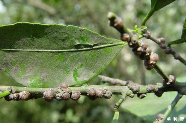 柚子树如何防治蚧壳虫？附图片