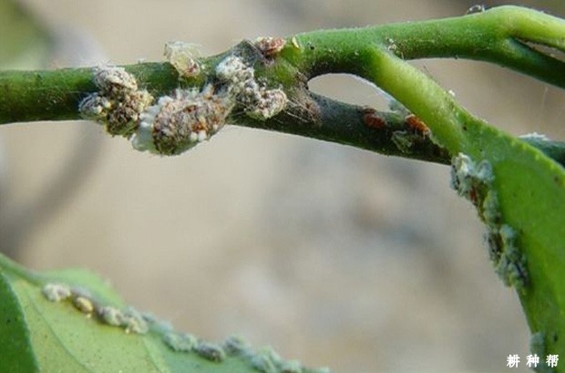 柚子树如何防治蚧壳虫？附图片