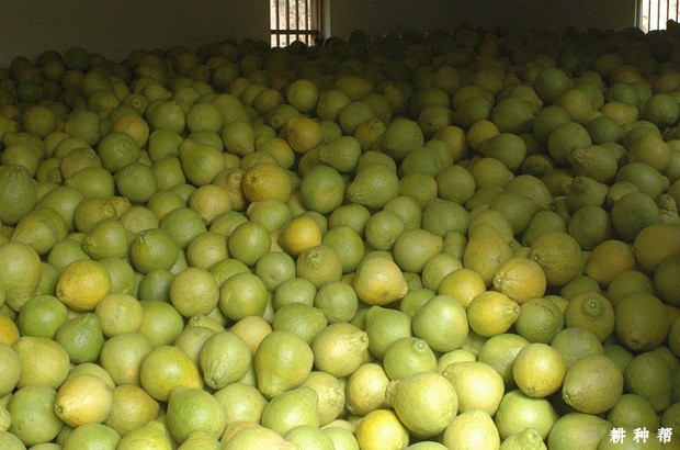 沙田柚怎么挑选? 沙田柚怎么挑选?