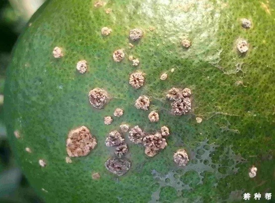 治疗脐橙溃疡病用什么药？附图片