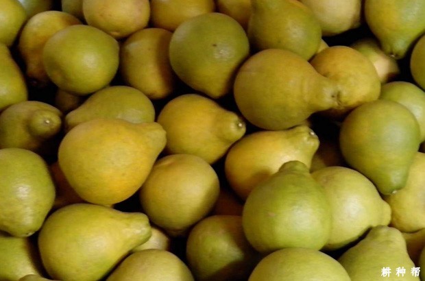 沙田柚怎么挑选? 沙田柚怎么挑选?