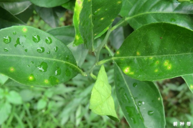 治疗脐橙溃疡病用什么药？附图片