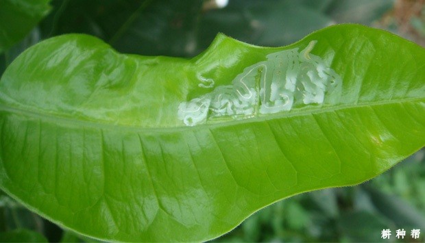 柚树如何防治潜叶蛾？附图片