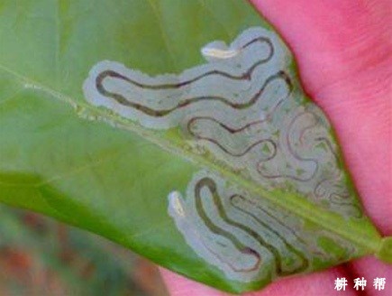 柚树如何防治潜叶蛾？附图片