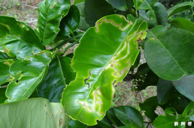 柚树如何防治潜叶蛾？附图片