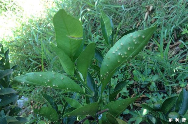 脐橙疮痂病用什么来治疗?附图片 脐橙疮痂病用什么来治疗?附图片