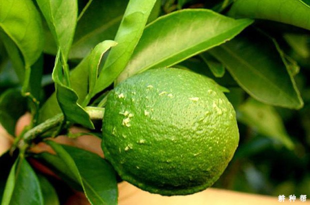 脐橙疮痂病用什么来治疗?附图片 脐橙疮痂病用什么来治疗?附图片