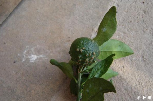 脐橙疮痂病用什么来治疗?附图片 脐橙疮痂病用什么来治疗?附图片