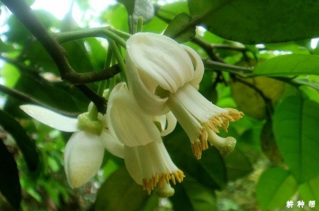 柚子树如何保花保果？