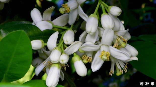 柚子树如何保花保果？