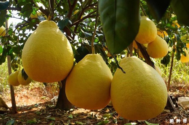 吃沙田柚的功效与作用是什么? 吃沙田柚的功效与作用是什么?