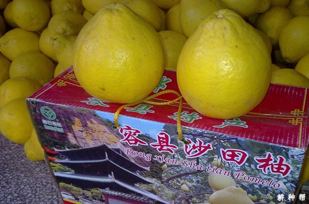 吃沙田柚的功效与作用是什么? 吃沙田柚的功效与作用是什么?