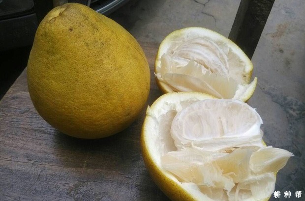 吃沙田柚的功效与作用是什么? 吃沙田柚的功效与作用是什么?