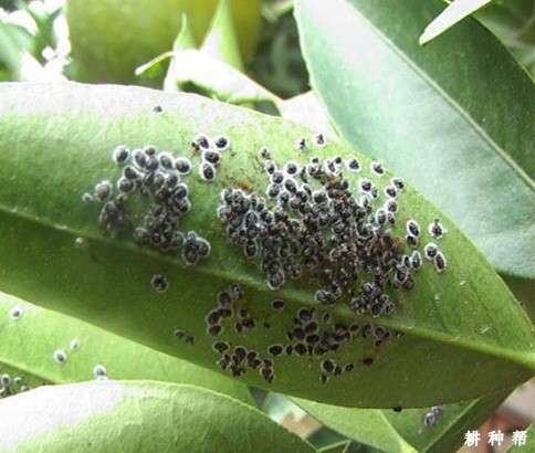 怎么样防治脐橙黑刺粉虱？附图片