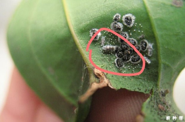 怎么样防治脐橙黑刺粉虱？附图片
