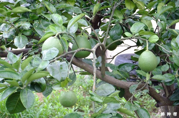 结果柚树怎么培养春梢结果母枝？