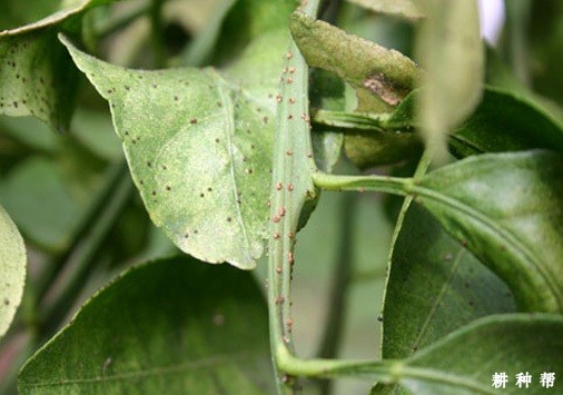 怎样防治脐橙黑点蚧?附图片 怎样防治脐橙黑点蚧?附图片