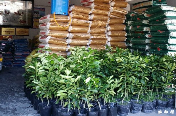 柚子树什么时候合适种? 柚子树什么时候合适种?