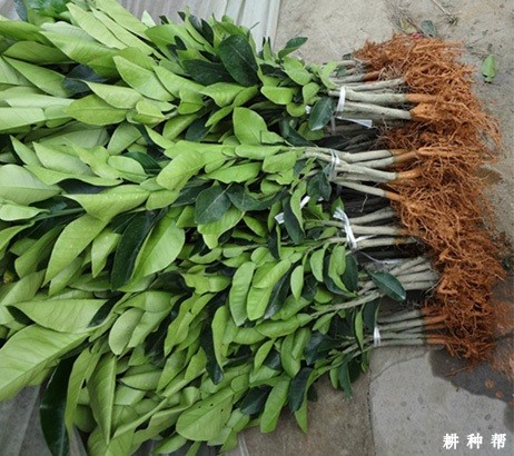 柚子树什么时候合适种? 柚子树什么时候合适种?