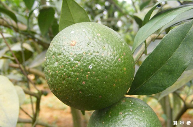 怎样防治脐橙黑点蚧?附图片 怎样防治脐橙黑点蚧?附图片