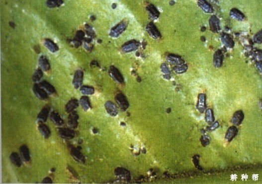 怎样防治脐橙黑点蚧?附图片 怎样防治脐橙黑点蚧?附图片