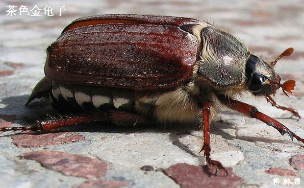 脐橙怎样防治金龟子？附图片