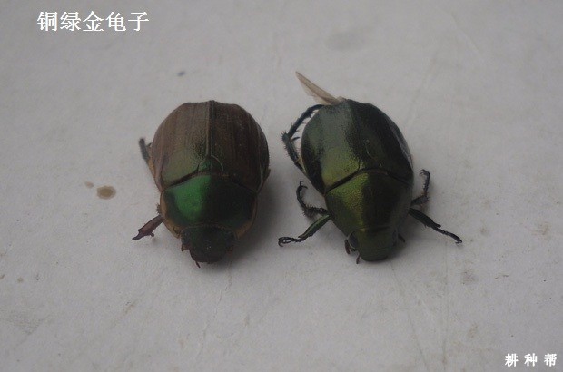 脐橙怎样防治金龟子？附图片