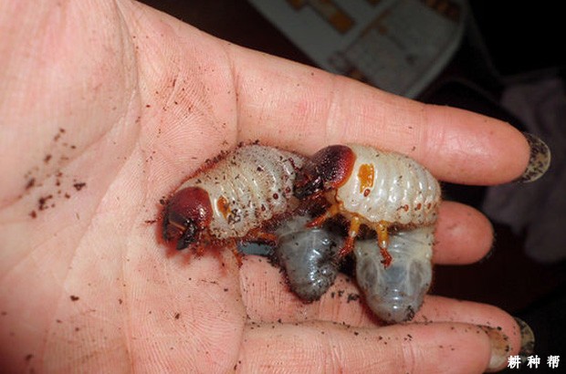 脐橙怎样防治金龟子？附图片