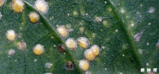 脐橙糠片蚧如何防治?附图片 脐橙糠片蚧如何防治?附图片