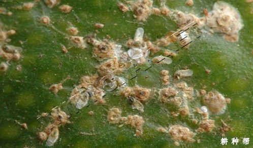 脐橙糠片蚧如何防治?附图片 脐橙糠片蚧如何防治?附图片