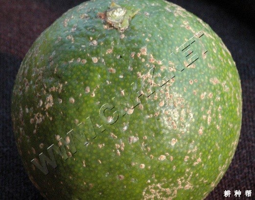 脐橙糠片蚧如何防治?附图片 脐橙糠片蚧如何防治?附图片