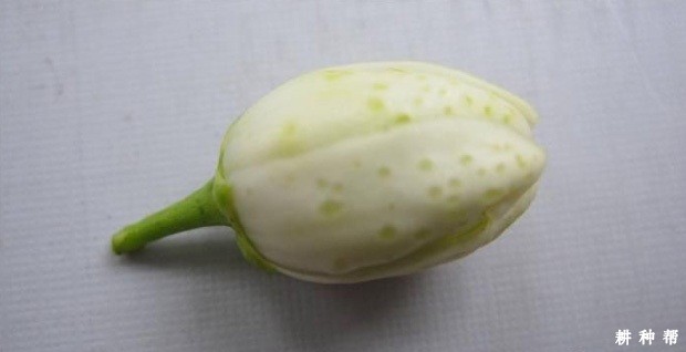 脐橙怎样防治花蕾蛆？附图片