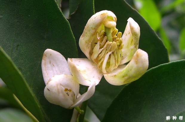 脐橙怎样防治花蕾蛆？附图片