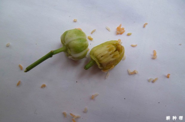 脐橙怎样防治花蕾蛆？附图片