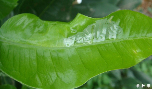 脐橙潜叶蛾用什么药打?附图片 脐橙潜叶蛾用什么药打?附图片