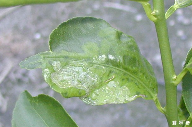 脐橙潜叶蛾用什么药打?附图片 脐橙潜叶蛾用什么药打?附图片