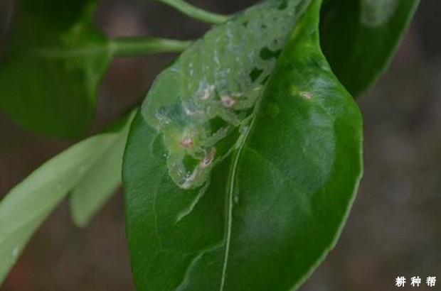 脐橙潜叶蛾用什么药打?附图片 脐橙潜叶蛾用什么药打?附图片