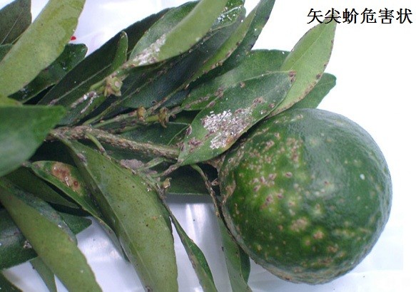 怎样防治脐橙矢尖蚧？附图片