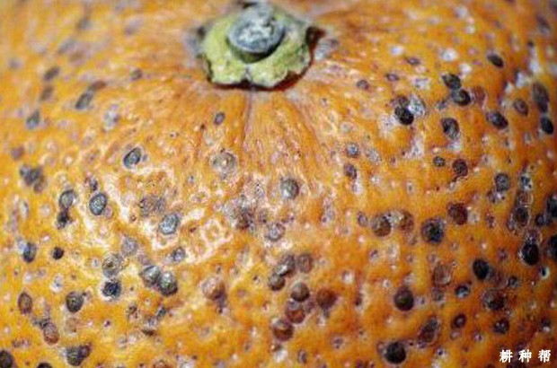 怎样防治脐橙矢尖蚧？附图片