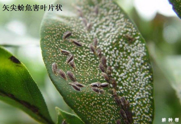 怎样防治脐橙矢尖蚧？附图片