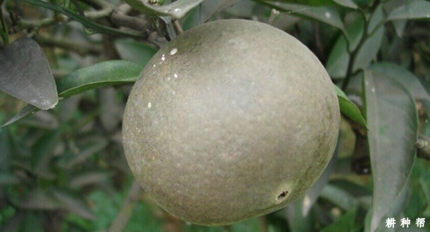 脐橙锈壁虱怎么防治？附图片