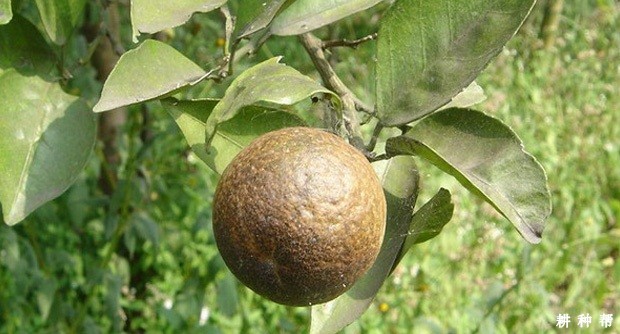 脐橙锈壁虱怎么防治？附图片