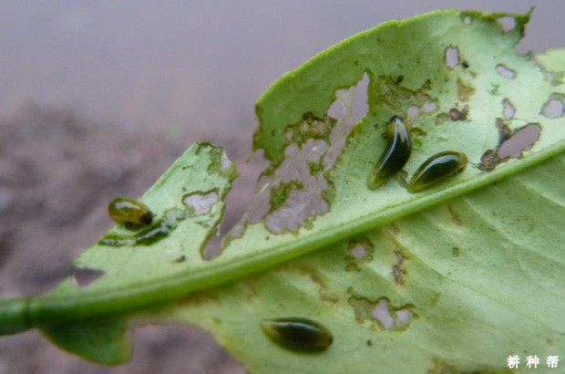 脐橙怎样防治恶性叶甲？附图片