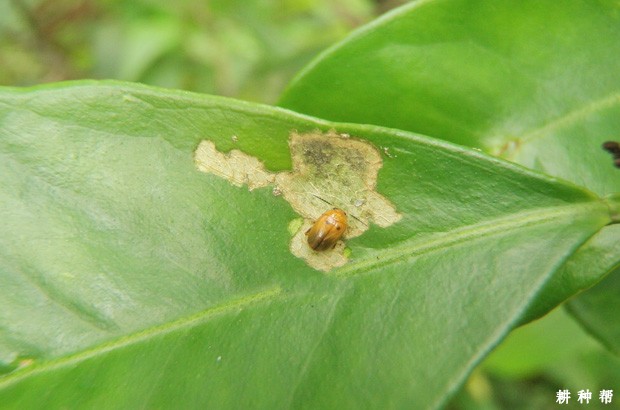 脐橙怎样防治恶性叶甲？附图片