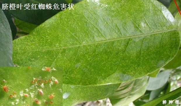 脐橙如何防治红蜘蛛？附图片