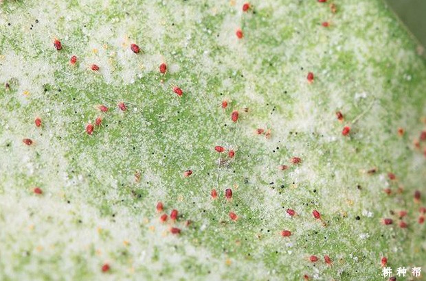 脐橙如何防治红蜘蛛？附图片