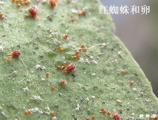 脐橙如何防治红蜘蛛？附图片