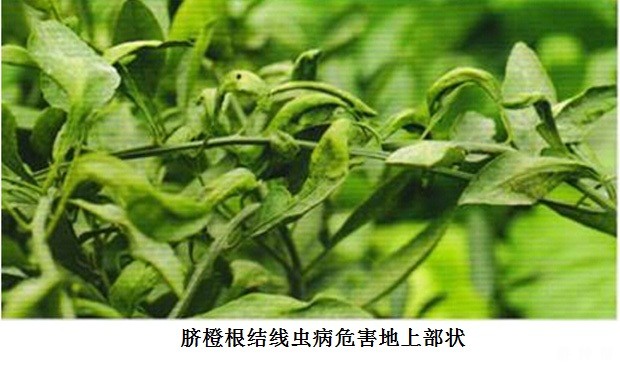 脐橙根结线虫病如何防治？附图片